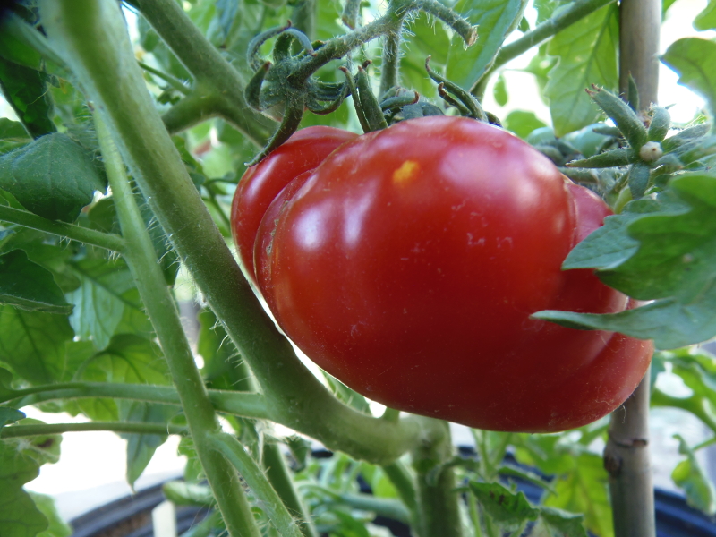 Sweet Scarlet (dwarf tomato) - Click Image to Close